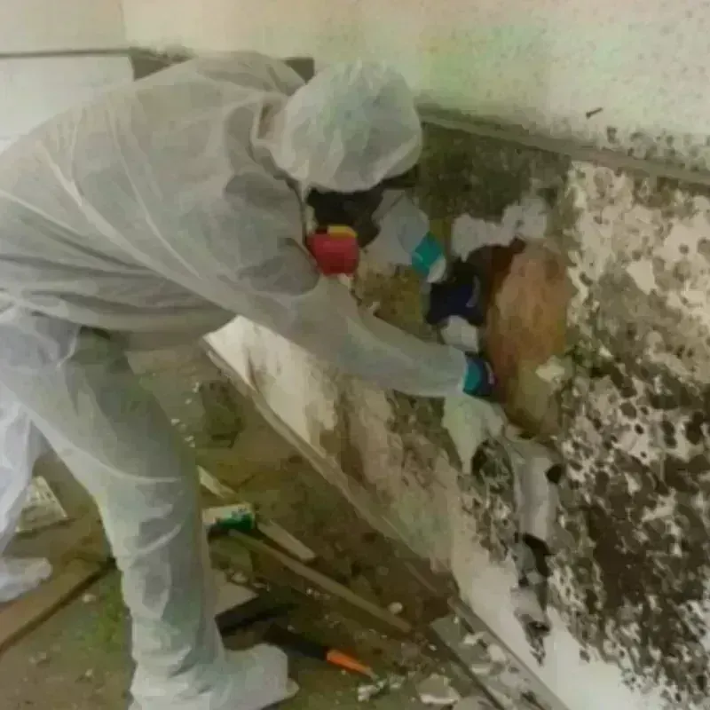 Mold Remediation and Removal in Millstadt, IL